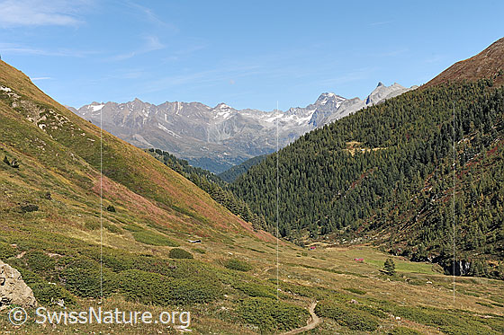Foto: Im Aufstieg durch das Saflischtal zum Saflischpass. Blick zurück.