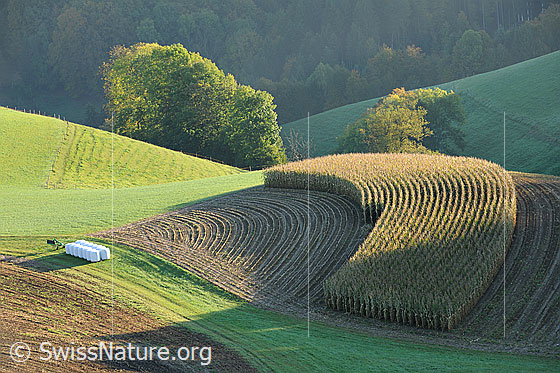 Foto: Formen in der Landschaft. Kulturland mit verschiedenen Feldern im hügeligen Oberaargau. In der rechten Bildhälfte ist ein teilweise abgeerntetes Maisfeld zu sehen.