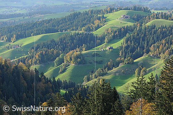 Foto: Hügellandschaft des Emmentals mit grünen Hügeln und bereits herbstlichen Wäldern.