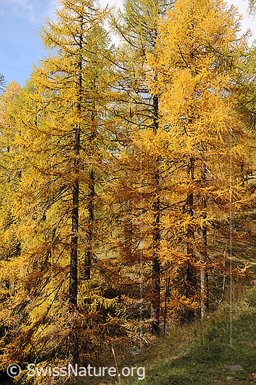 Foto: Lärchen in den Herbstfarben.