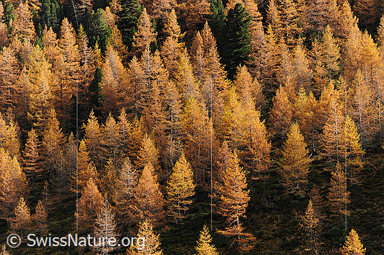 Foto: Lärchenwald in den Herbstfarben.