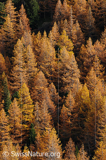 Foto: Herbstbild: Lärchenwald.