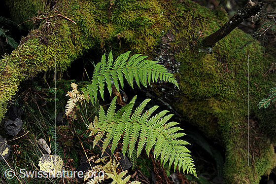 Foto: Farn neben einem mit Moos bewachsenen Baumstamm.