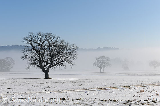 Foto: Bäume und Nebelstimmung in einer schneebedeckten Ebene.