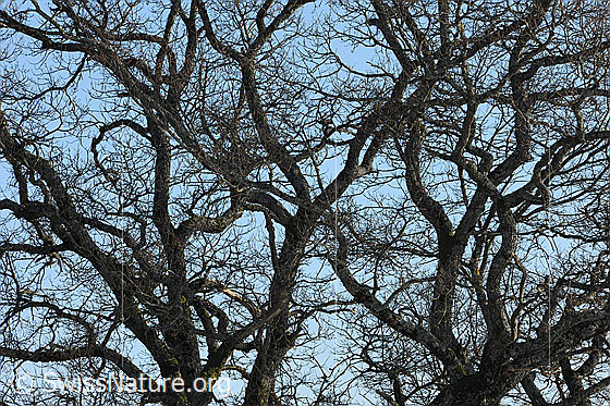 Foto: Blick ins Geäst eines Baums. Zwischen den mächtigen blattlosen Ästen ist blauer Himmel zu sehen.