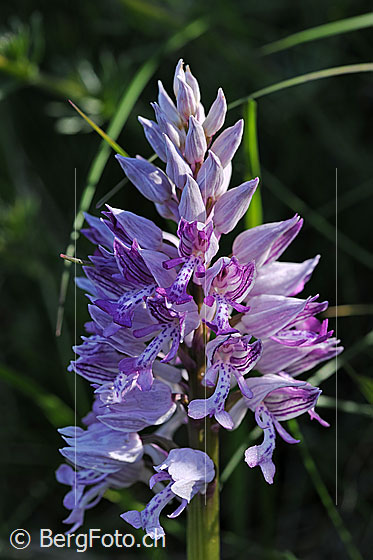 Photo: Orchis militaris. Inflorescence.
Lat.: Orchis militaris
Family: Orchidaceae
Subfamily: Orchidoideae
Genus: Orchis