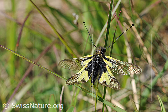 Foto: Libellen-Schmetterlingshaft (Libelloides coccajus). Flügel geöffnet.