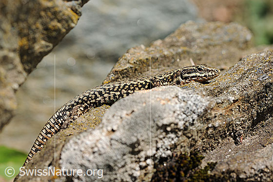 Foto: Mauereidechse (Podarcis muralis) auf Felsblock. Ansicht von der Seite.