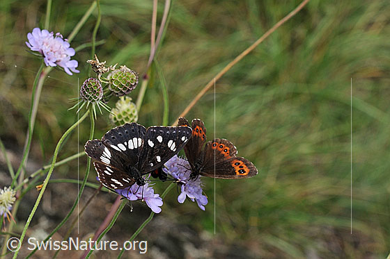 Foto: Blauschwarzer Eisvogel (Limenitis reducta) auf Blüte. Flügel geöffnet.