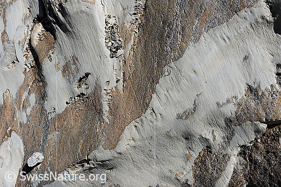 Foto: Datailansicht Gletscherschliff. Gletscherschliff, welcher bis vor kurzer Zeit vom Gletscheresi bedeckt war. Die graue Fläche ist eine Art Schmiermittel, welche sich zwischen dem Eis und dem Gletscherschliff gebildet hat. Der graue Film wird in paar Jahren nicht mehr zu sehen sein (-> Erosion).