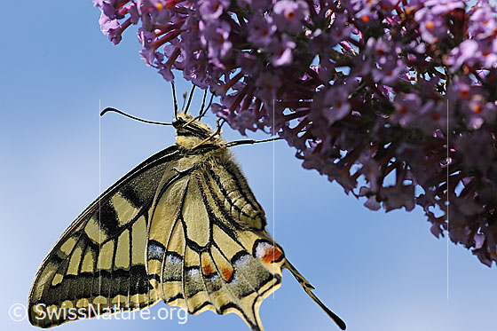 Foto: Schwalbenschwanz (Papilio machaon) an Blütendolde hängend. Ansicht von unten. 