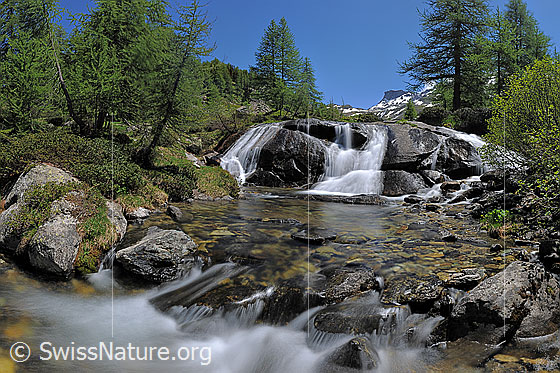 Foto: Wasserfall im lichten Lärchenwald. Langzeitbelichtung.