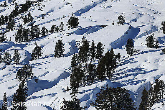 Foto: Einzelbäume in verschneiter Karstlandschaft.