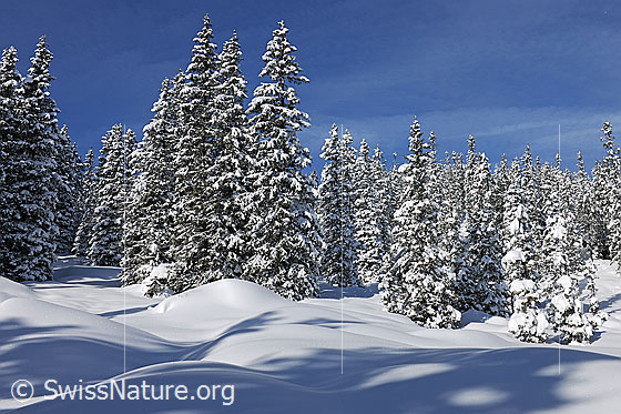 Foto: Frisch verschneiter Bergwald.
