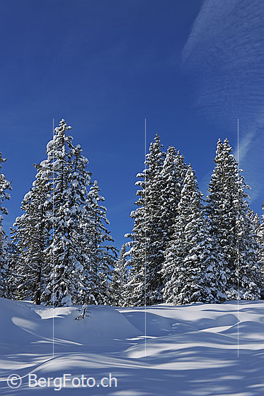 Foto: Frisch verschneiter Bergwald