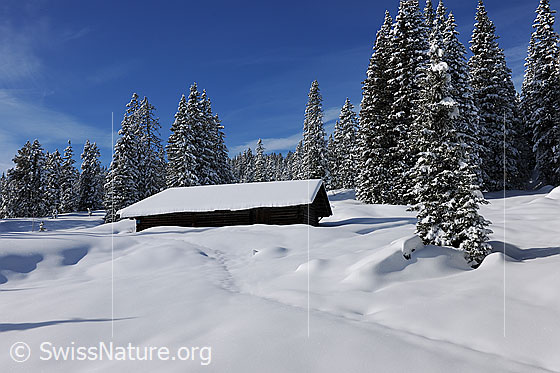 Foto: Alphütte in verschneiter Waldlichtung.