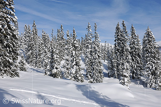 Foto: Tief verschneiter Tannenwald.