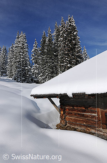 Foto: Alphütte und verschneiter Tannenwald.