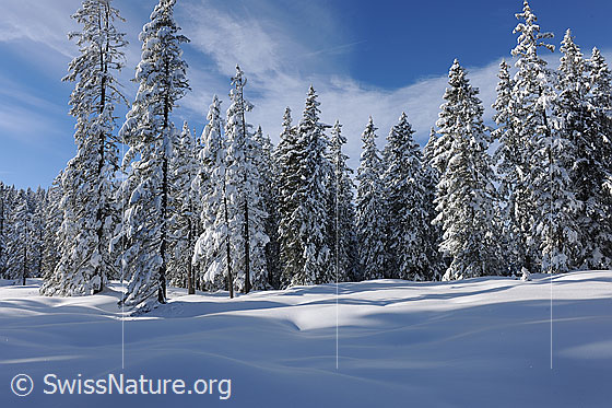 Foto: Tief verschneiter Bergwald.
