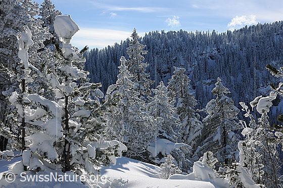 Foto: Winterwald mit frisch verschneiten jungen Tannen.