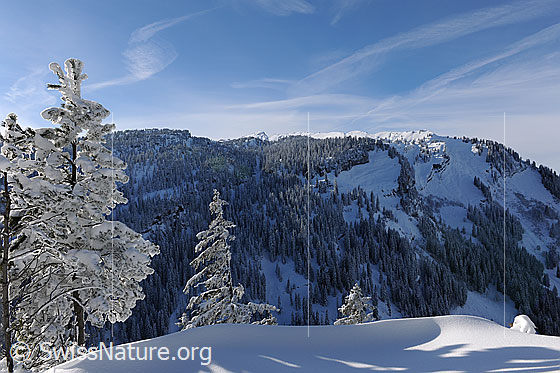 Foto: Winterstimmung mit frisch verschneiten Tannen.