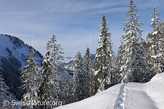 Foto: Verschneiter Wald und Spur im Neuschnee.