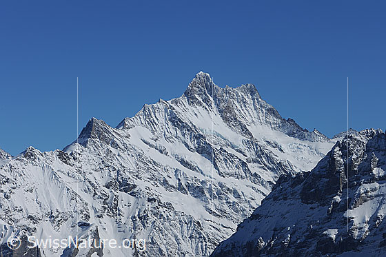 Foto: Winterliches Schreckhorn vom Männlichen.