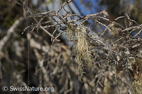 Foto: Flechte. Genaue Art wird noch bestimmt.