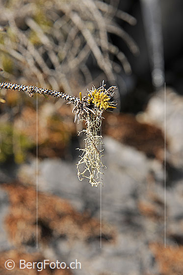 Foto: Flechte. Genaue Art wird noch bestimmt.