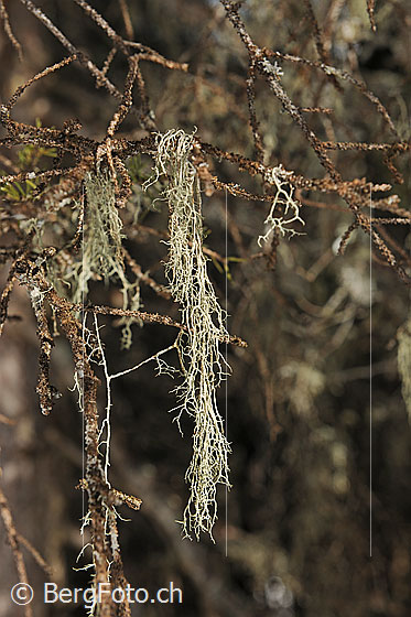 Foto: Flechte. Genaue Art wird noch bestimmt.