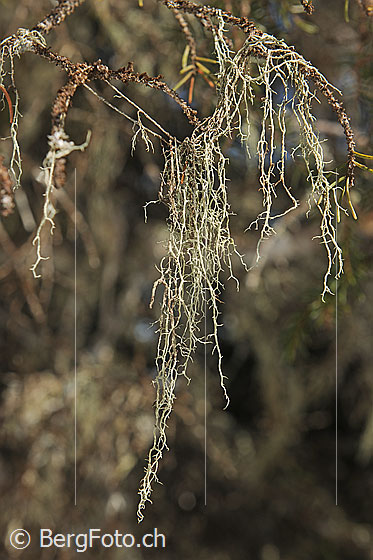 Foto: Flechte. Genaue Art wird noch bestimmt.