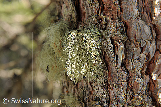 Foto: Flechte an Baumstamm. Genaue Art wird noch bestimmt.