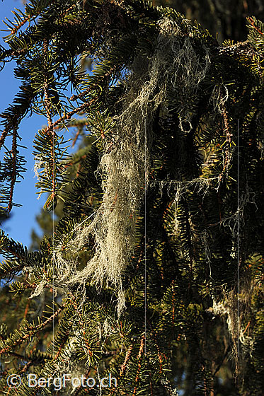 Foto: Flechte. Genaue Art wird noch bestimmt.