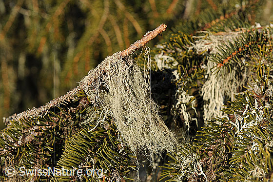 Foto: Flechte. Genaue Art wird noch bestimmt. Gewisse Flechtenarten dienen als Indikatoren für die Qualität der Luft.