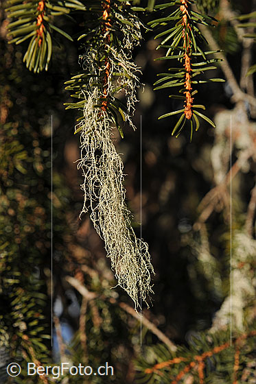 Foto: Flechte. Genaue Art wird noch bestimmt.