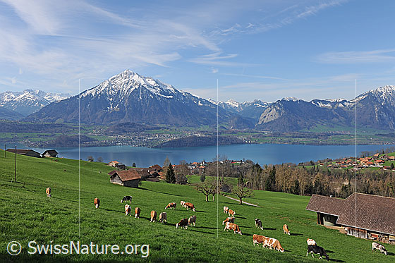 Foto: Blick auf Niesen und Thunersee aus der Region Sigriswil.