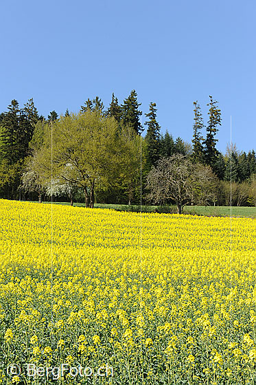 Foto: Blühendes Rapsfeld.