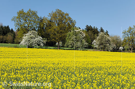 Foto: Blühendes Rapsfeld und blühende Bäume.