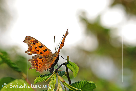 Photo: Polygonia c-album. Sitting on a leaf stalk.. Wings half open. View from diagonally behind.
