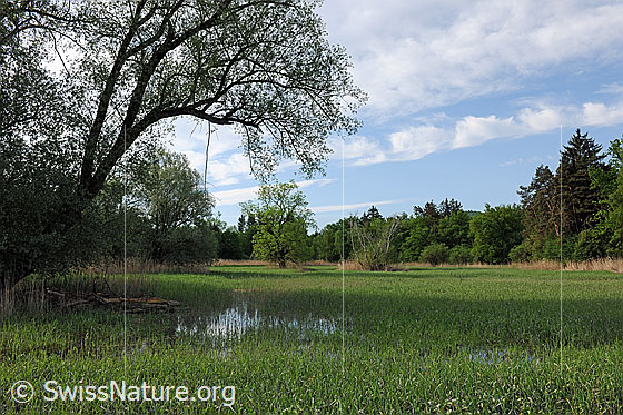 Foto: Geflutete Auenlandschaft an der Aare.