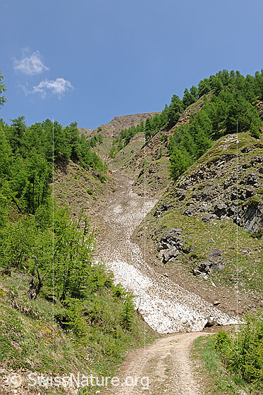 Foto: Erosionsgraben Holeschliecht am Eingang zum Saflischtal.
Unterhalb der Lawinenreste führt die Alpstrasse durch, welche von Heiligkreuz ins Saflischtal und zur Alp Furggerchäller führt.
Die Stromkabel, durch die die von Grengiols Solar erzeugte Energie nach Heiligkreuz fliessen  wird, werden voraussichtlich in dieser Alpenstrasse verlegt.