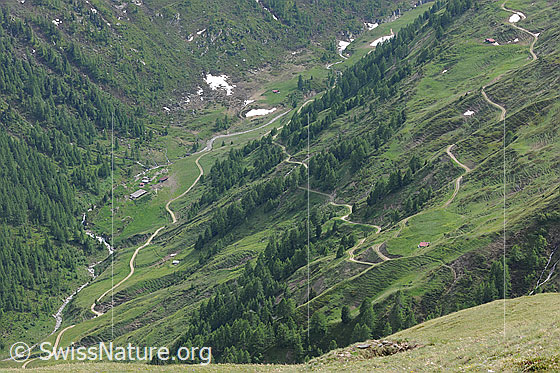 Foto: Alpstrasse im Saflischtal. Zu sehen ist ein Stück der Alpstrasse, welche von Sickerchäller zur Alp Furggerchäller hoch führt.
Die Stromkabel, durch die die von Grengiols Solar erzeugte Energie nach Heiligkreuz fliessen  wird, werden voraussichtlich in dieser Alpenstrasse verlegt.