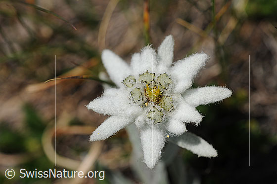 Frische Blüte eines Edelweiss