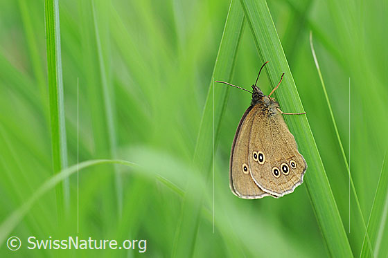 Photo: Aphantopus hyperantus. On blade of grass. Wings closed. View from the side.