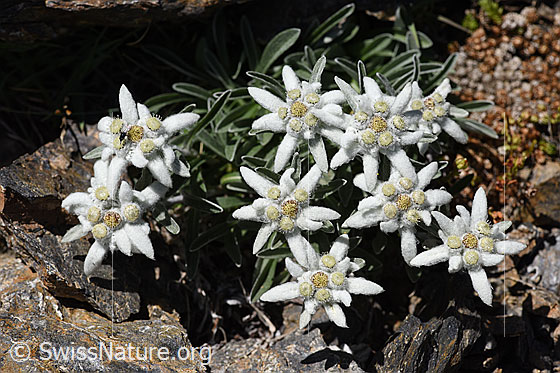 Foto: Edelweiss (Leontopodium alpinum). Frische Blüten
Umgebung: Steiniger und sonniger Rasen. Höhe ca. 2700m ü.M.
Lat.: Leontopodium alpinum
Familie: Asteraceae (Korbblütler)