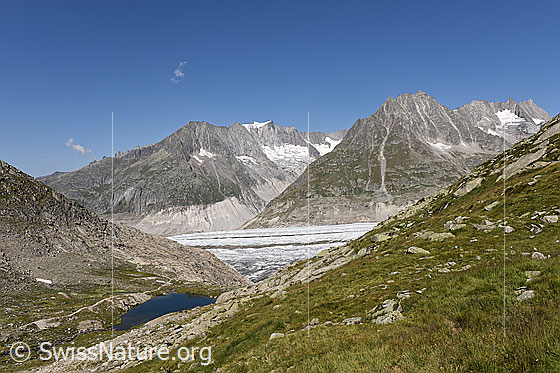 Foto: Grosser Aletschgletscher bei Märjela mit Zenbächenhorn, Geisshorn, Olmenhorn und Dreieckhorn im Hintergrund.