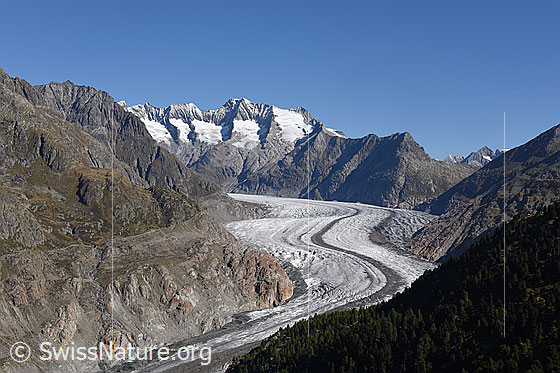 Foto: Grosser Aletschgletscher von der Hohfluh. 
Berge im Hintergrund: Schönbühlhorn, Gross Wannenhorn, Klein Wannenhorn, Strahlhorn.
