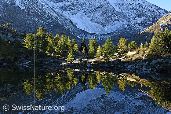 Foto: Spiegelung von Lärchen in Bergsee.