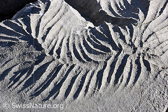 Foto: Strukturen in Kalkstein (Schrattenkalk)
