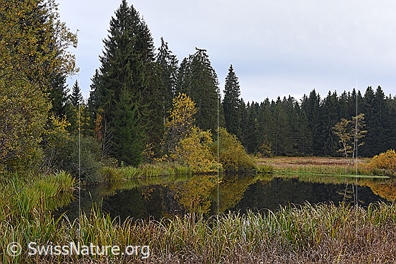 Foto: Weiher im Wachseldornmoos
